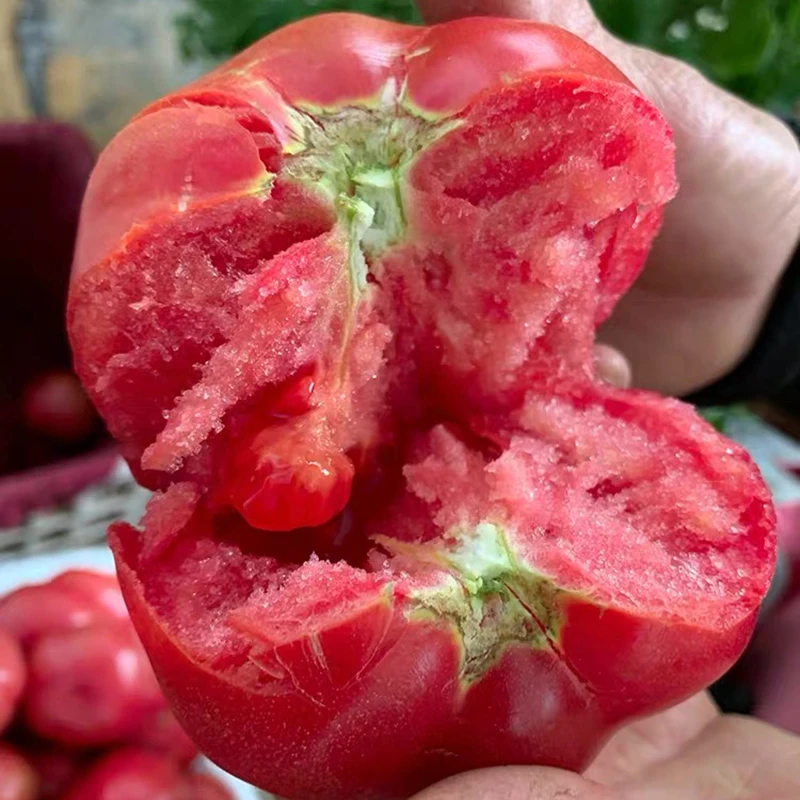 （米易番茄）露天种植四川自然熟沙瓤西红柿新鲜水果蔬菜酸甜多汁