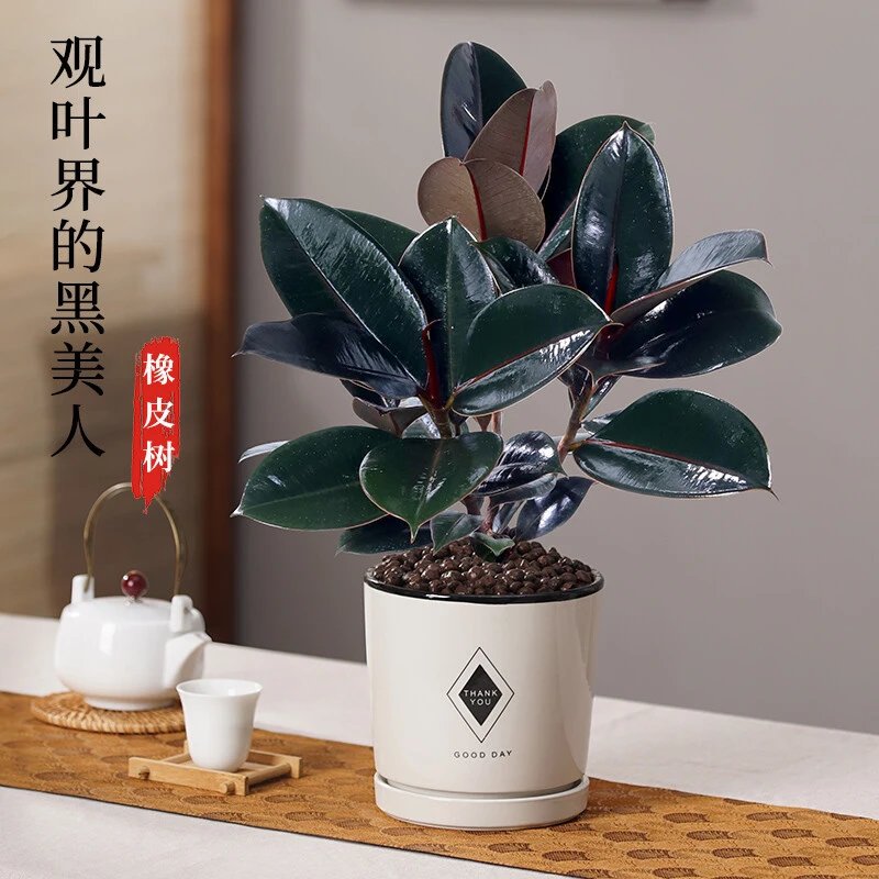 橡皮树盆栽室内客厅家养净化空气黑金刚绿植吸甲醛植物桌面盆景