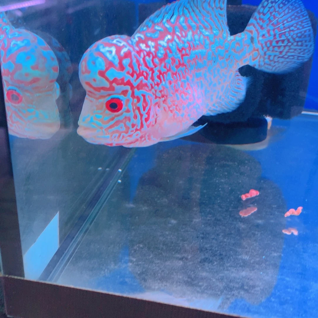 罗汉鱼咚***呛直播间专项