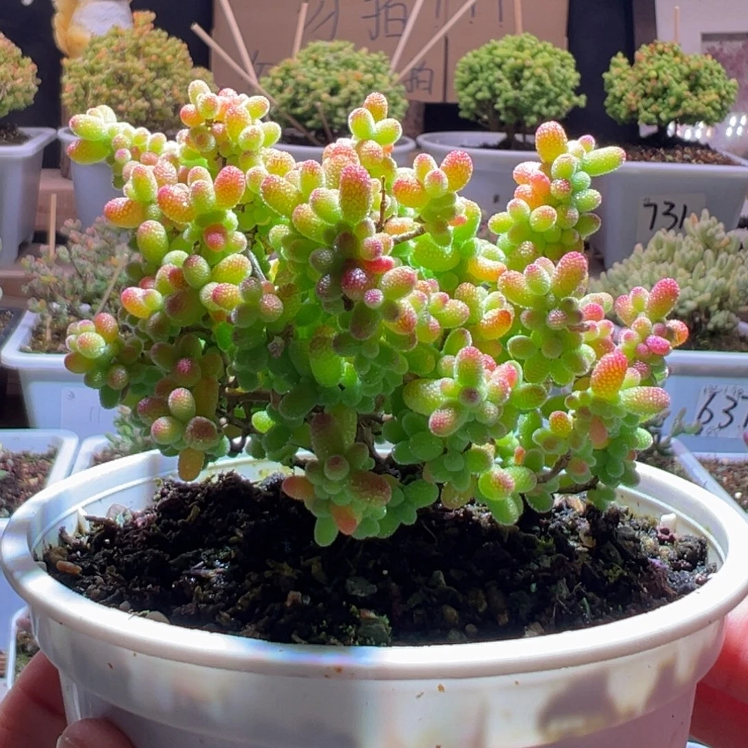 32金桔一物一拍包开箱