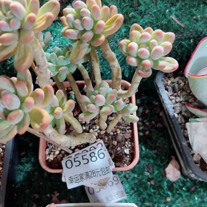 幸运的是我还没遇到