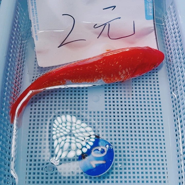 海水鱼锦鲤观赏鱼10