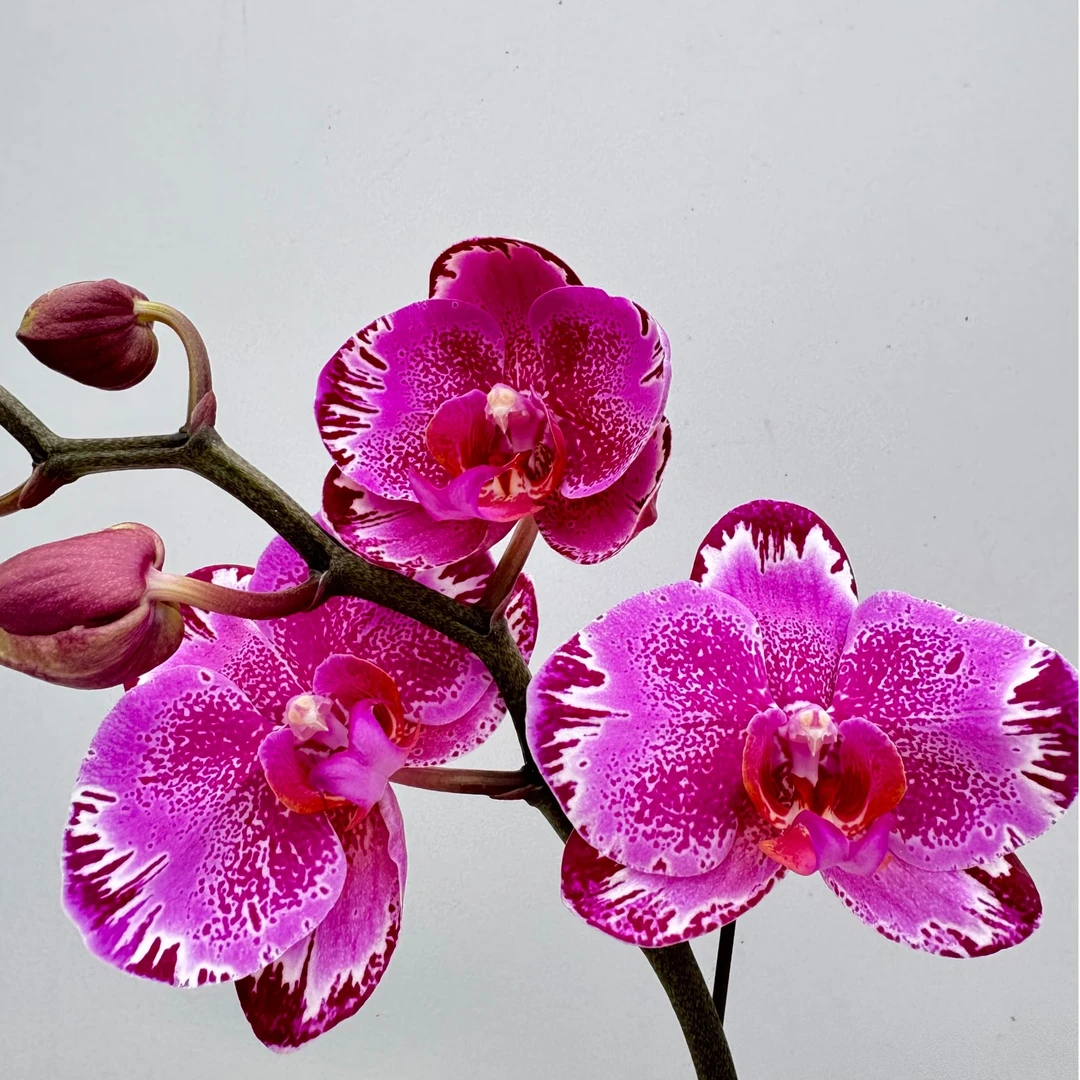 蝴蝶兰【彩蝶】闪边斑点带花带花苞发货