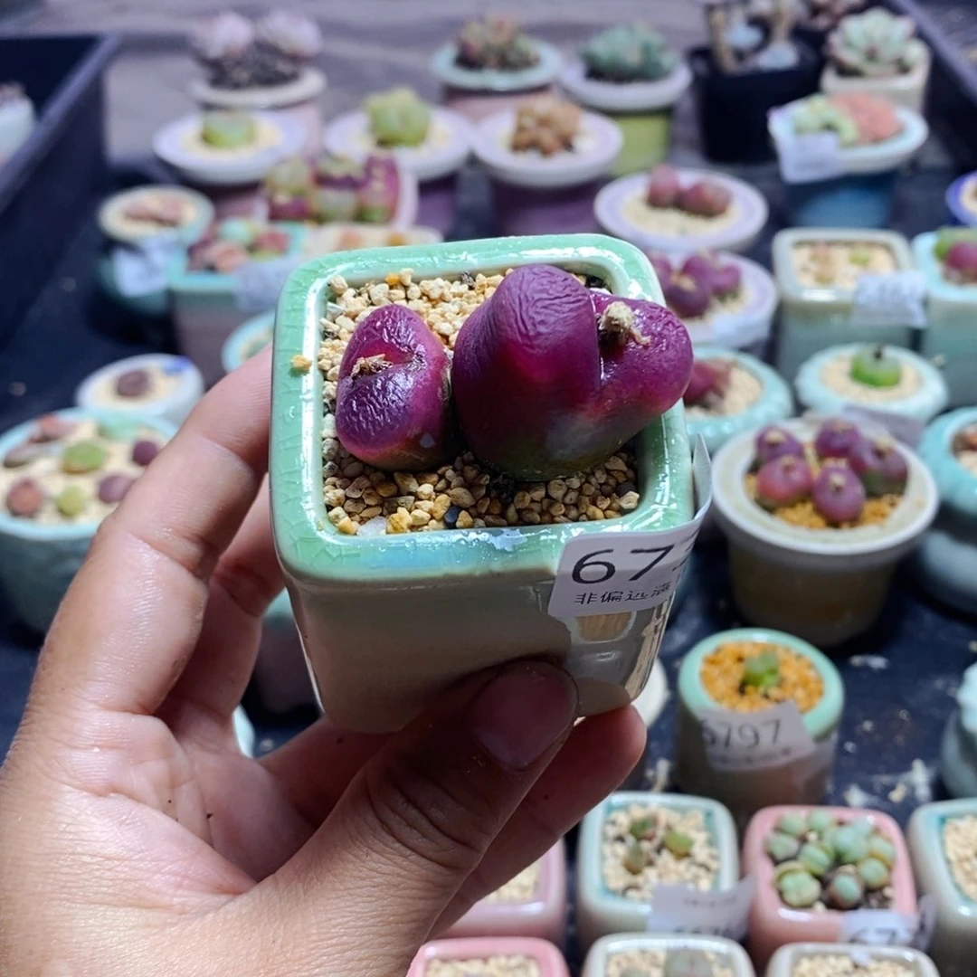 6860-_一物一拍 带盆