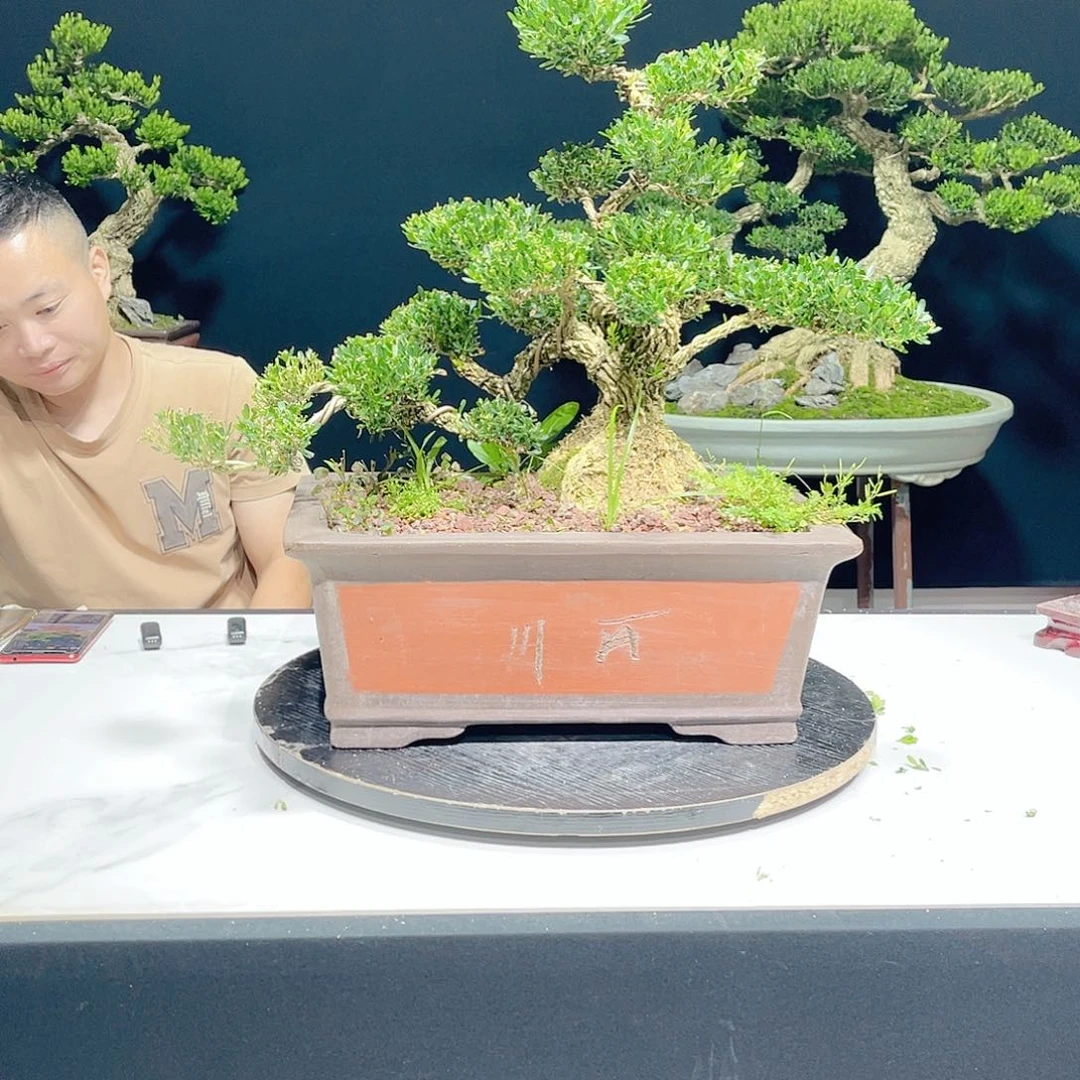 当前无花栽培后可以开花