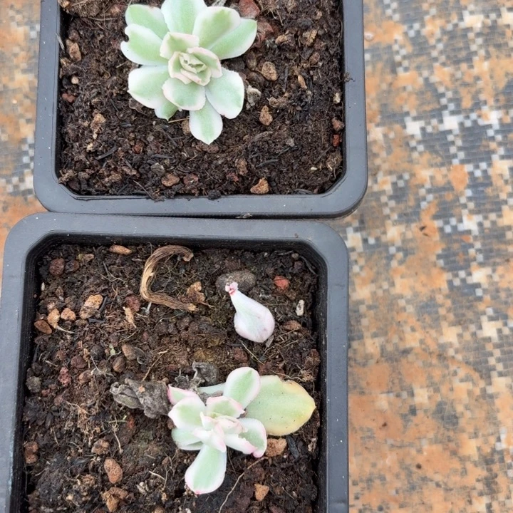 紫蝴蝶锦一物一拍