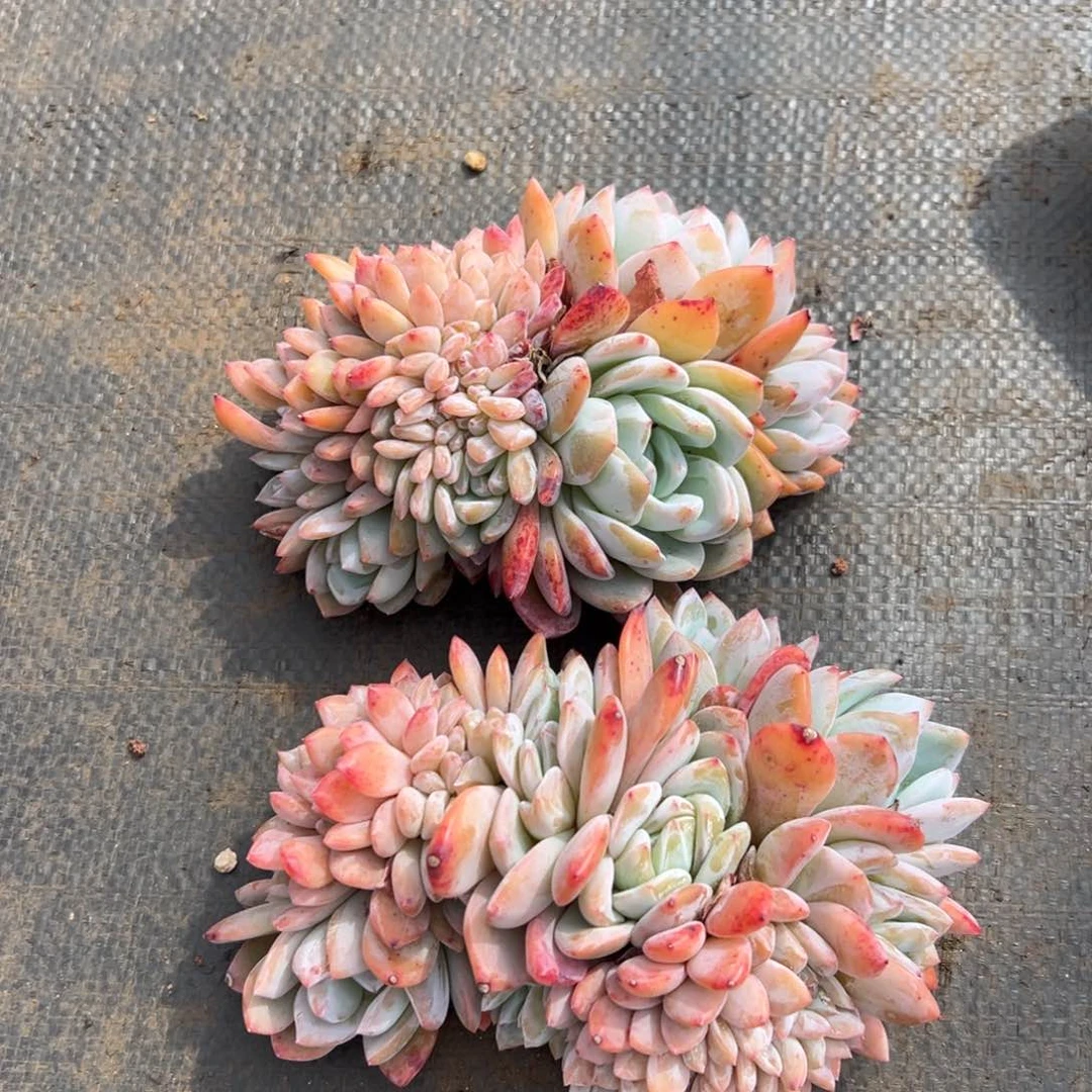 Y***汪00000000000000