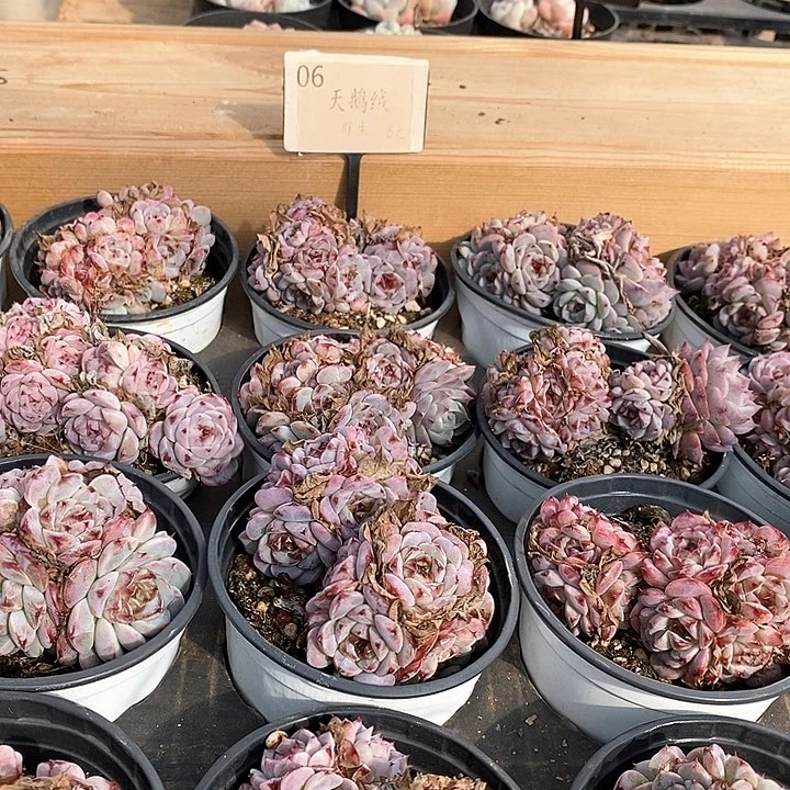 06天鹅绒群生 福利多多