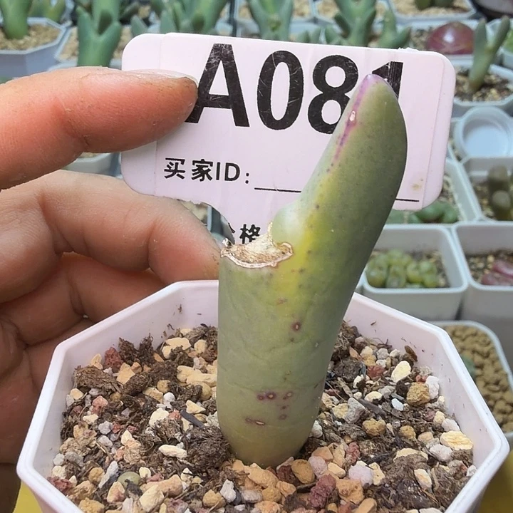 一****081。满38包邮肉锥