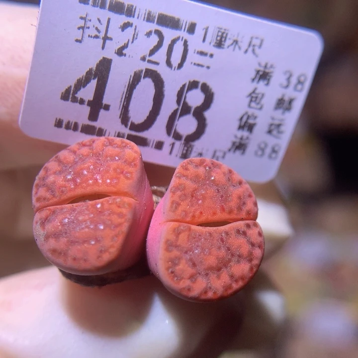 精品生石花220.408