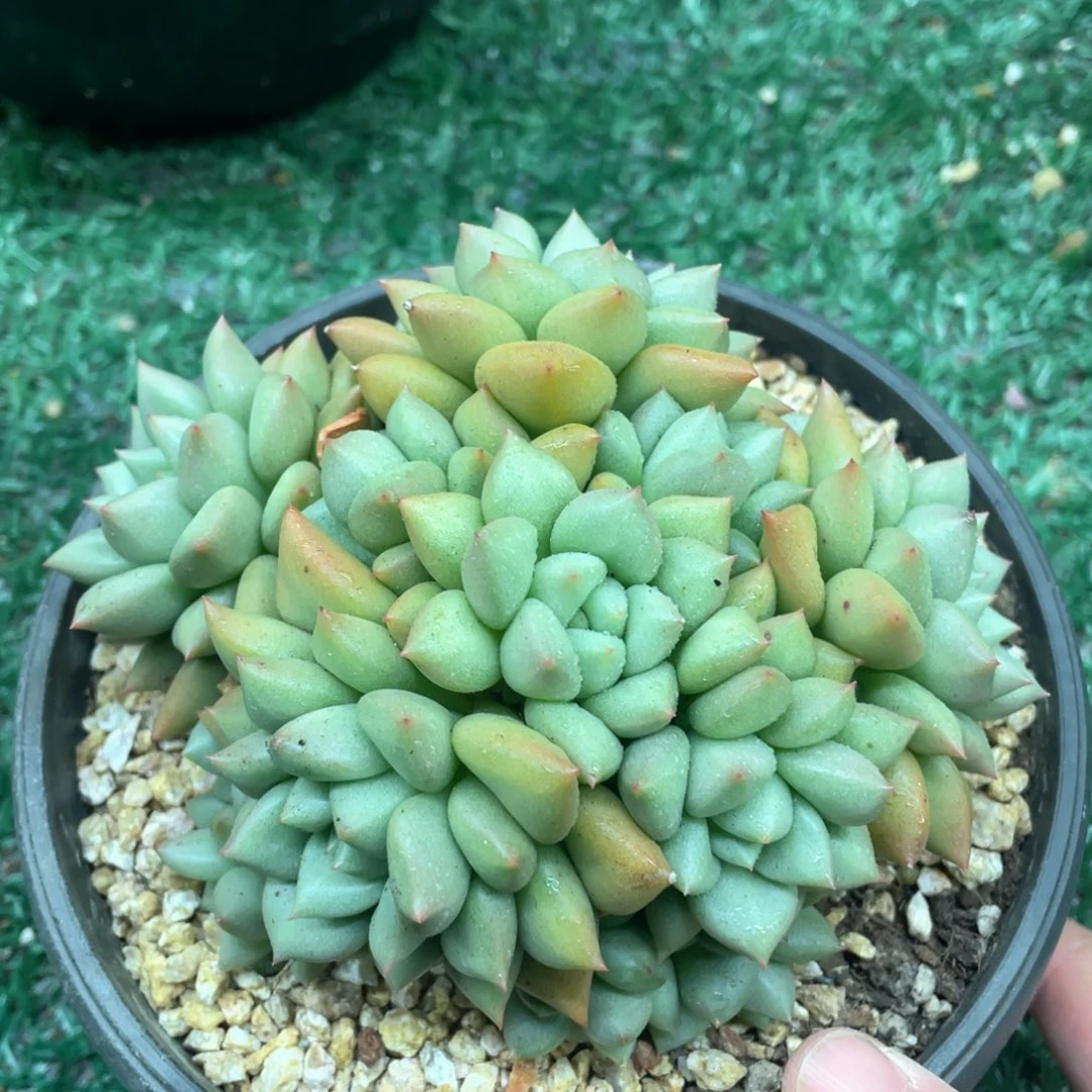 象牙一物一拍28包邮非偏远