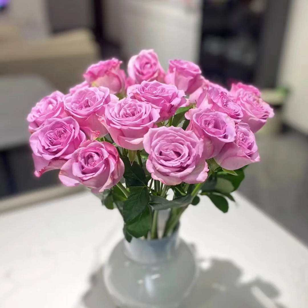 10枝冷美人单头玫瑰【两单顺丰冷链或京东快递】 云南家庭水养鲜花