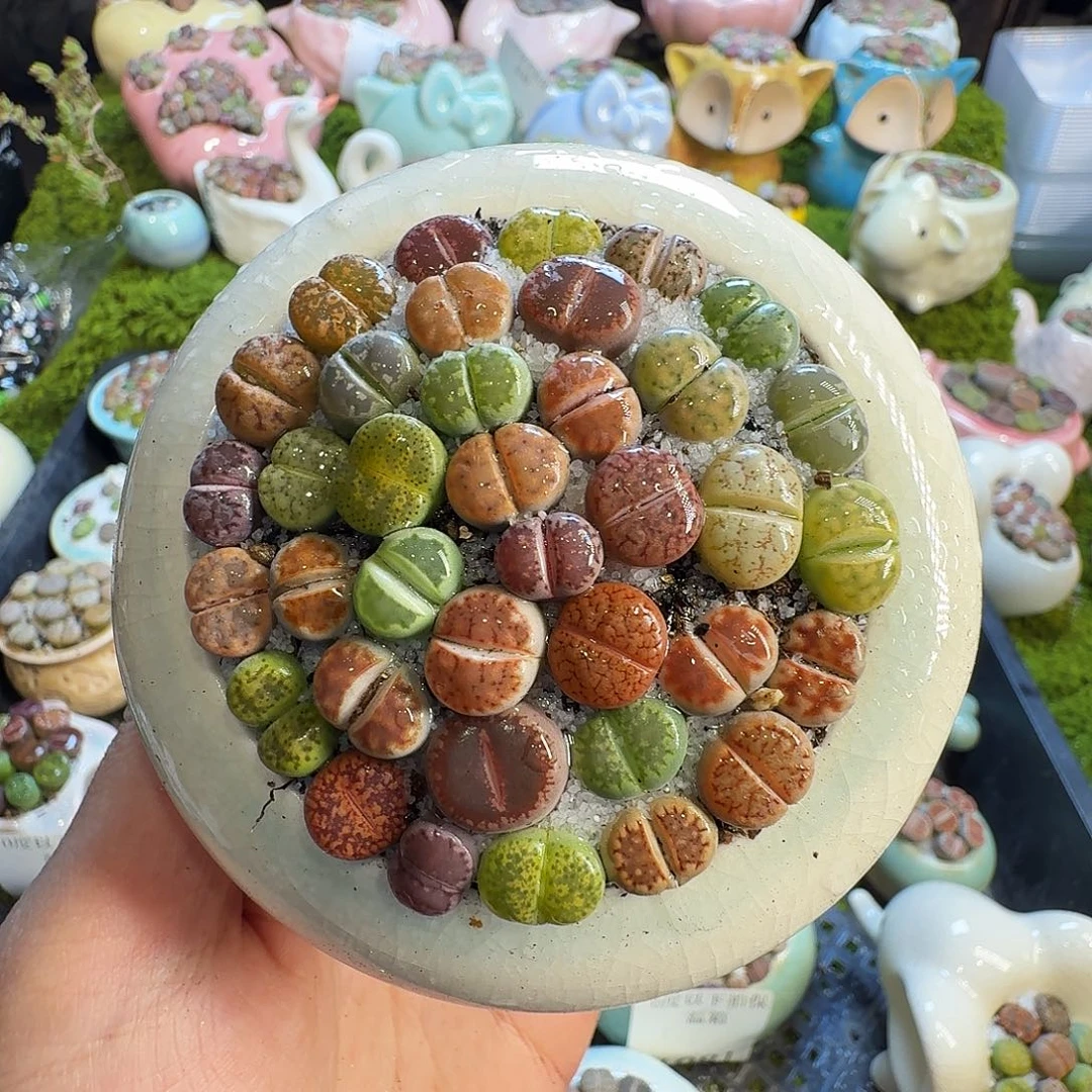 多肉葡萄的味道真的很1123