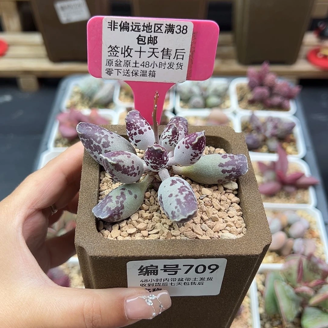 709二代紫肌海豹多肉植物