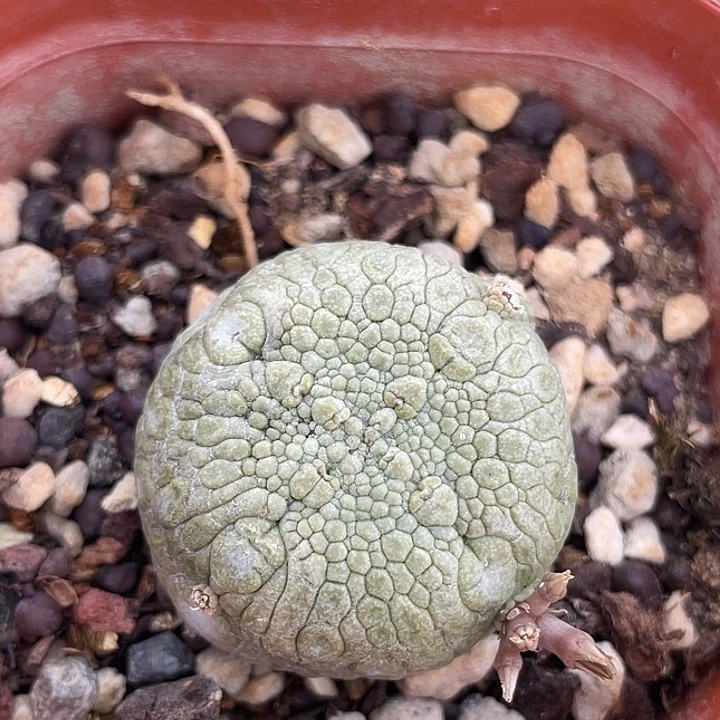 凝蹄玉实生仙人球