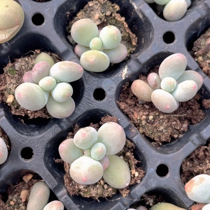 米可奶穴盘随机发满18包邮