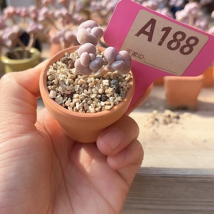 咩*xhxdhgfghytty188