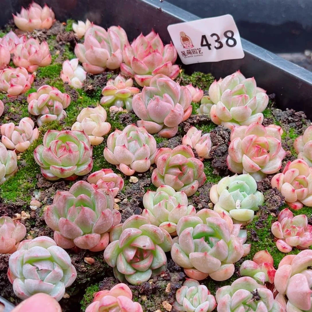 昕***花多肉植物多肉植物