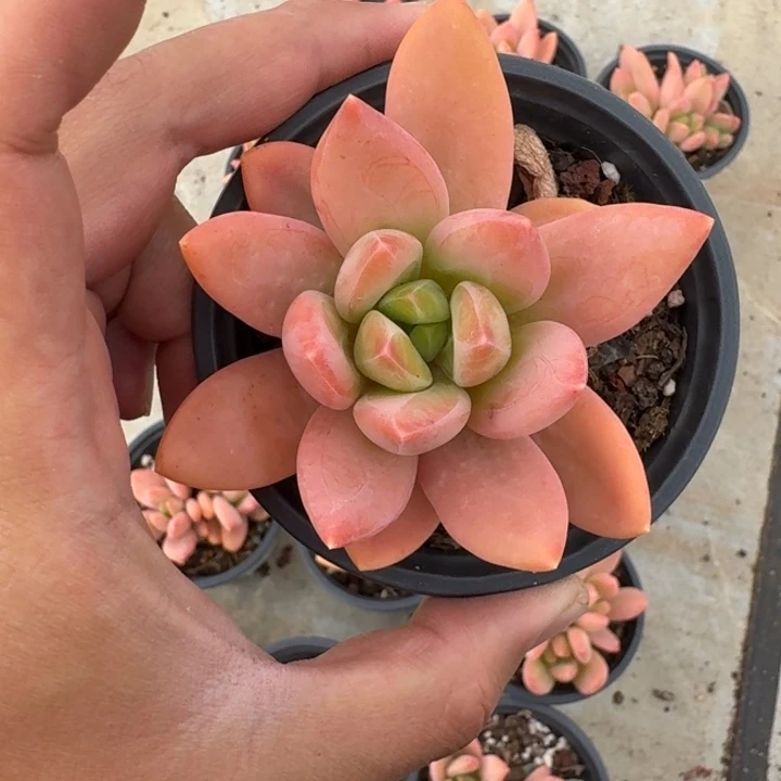 海洋之歌 单头 一物一拍