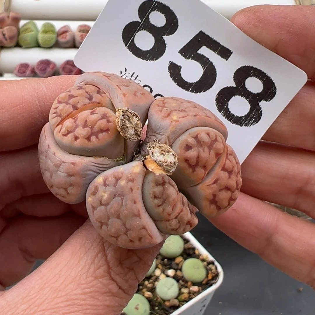 3.9好看的多肉脱土发货858