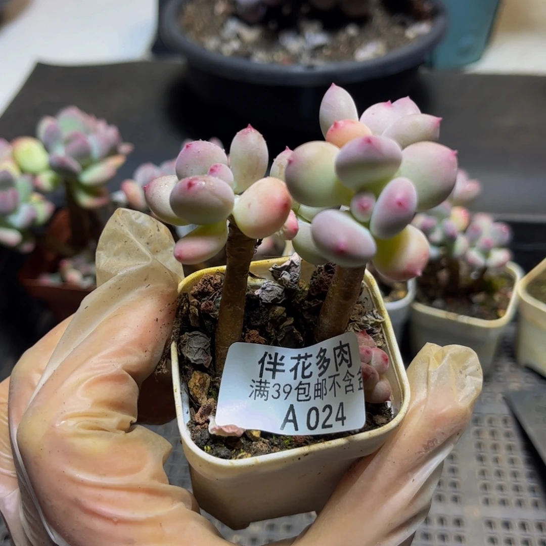 ****瓜024四代苹果奶6厘米多肉（不包整）