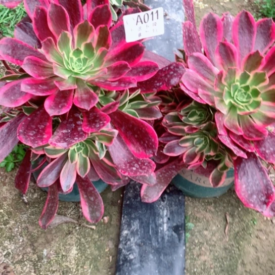 多肉植物金丝雀011