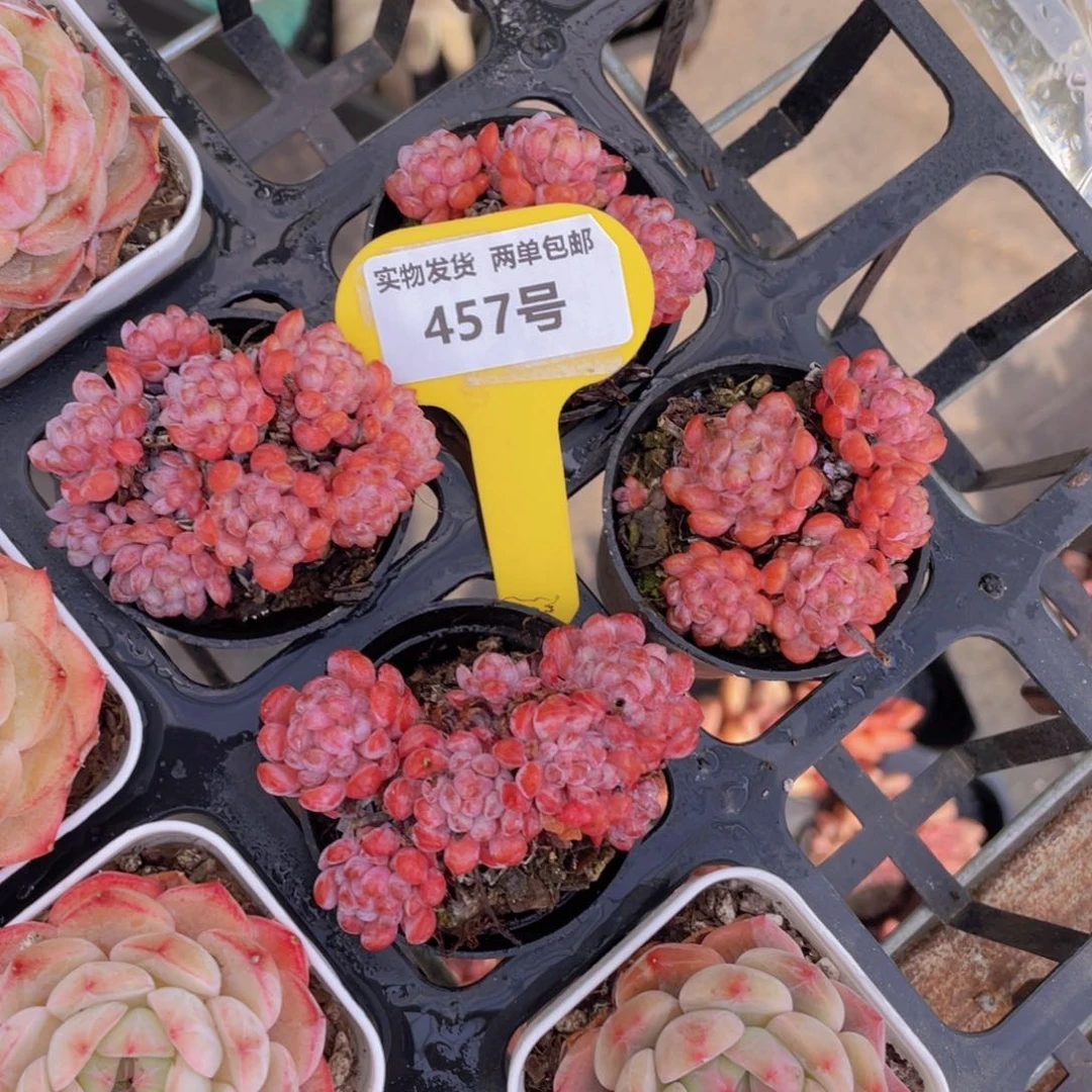 457号娜雅小精灵群两个