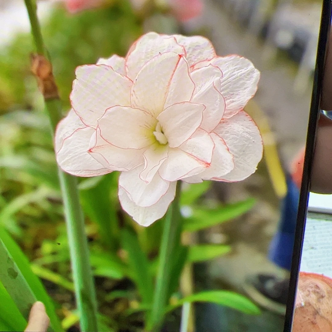 朱顶红薄脆4-5cm拍卖