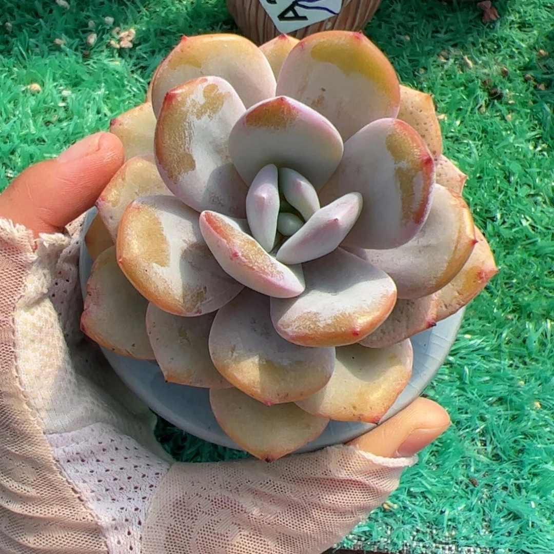 仰***光199 满38元包邮多肉