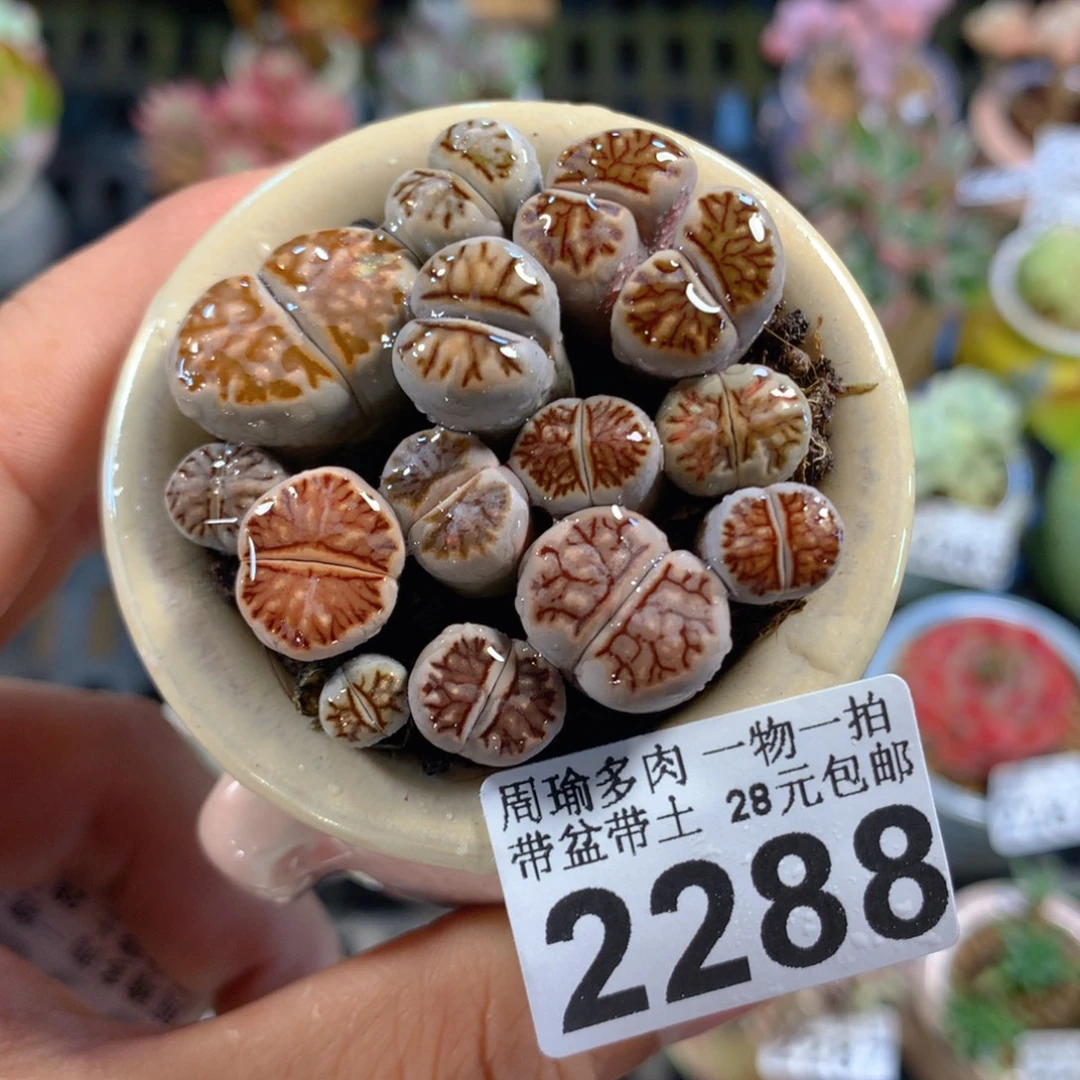 精控多肉植物2288