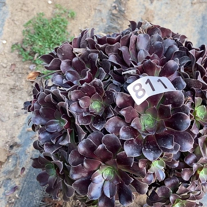 瓯紫玫瑰 811多肉不包断