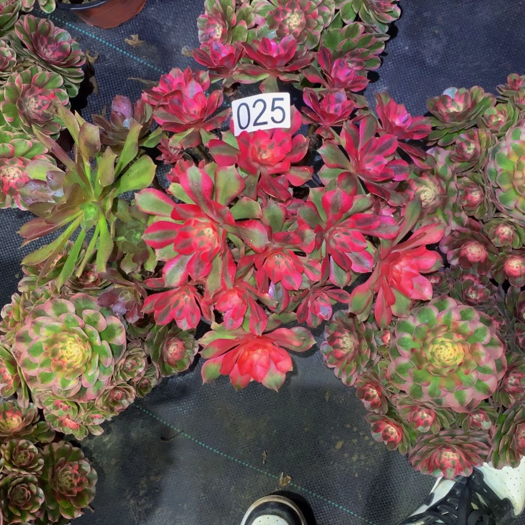 纯***青法师多肉植物025女妖