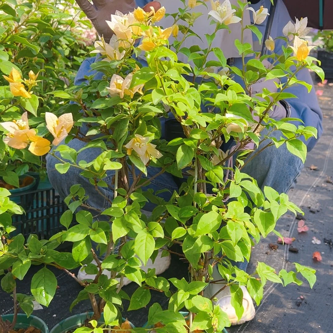 完全开放苏瓦娜带竹一棵