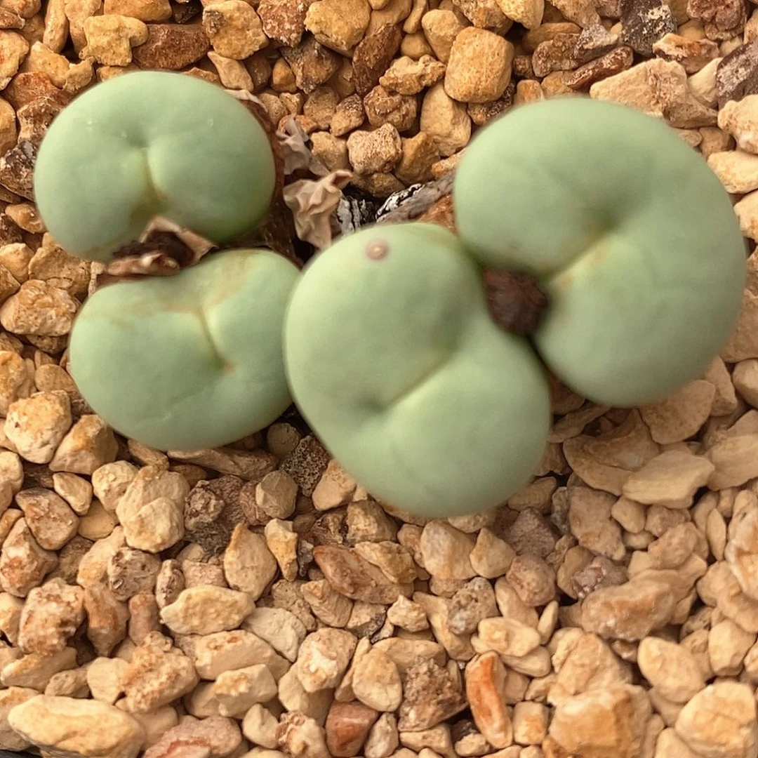 965大型小红嘴一群