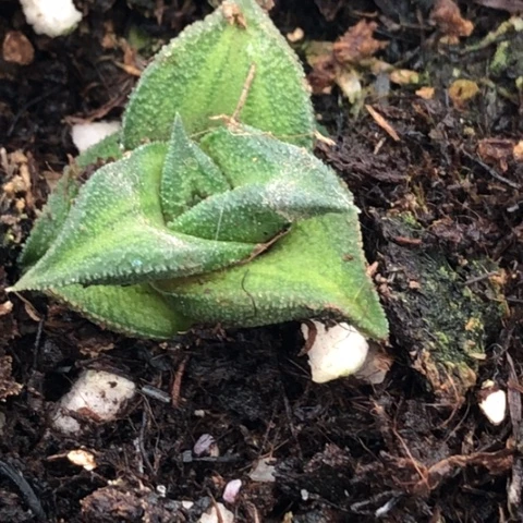 翠蛾有根脱盆发货