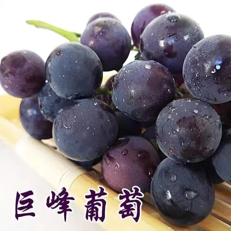 巨峰葡萄苗南北方种植爬藤果树苗盆栽地栽阳台庭院带果带盆