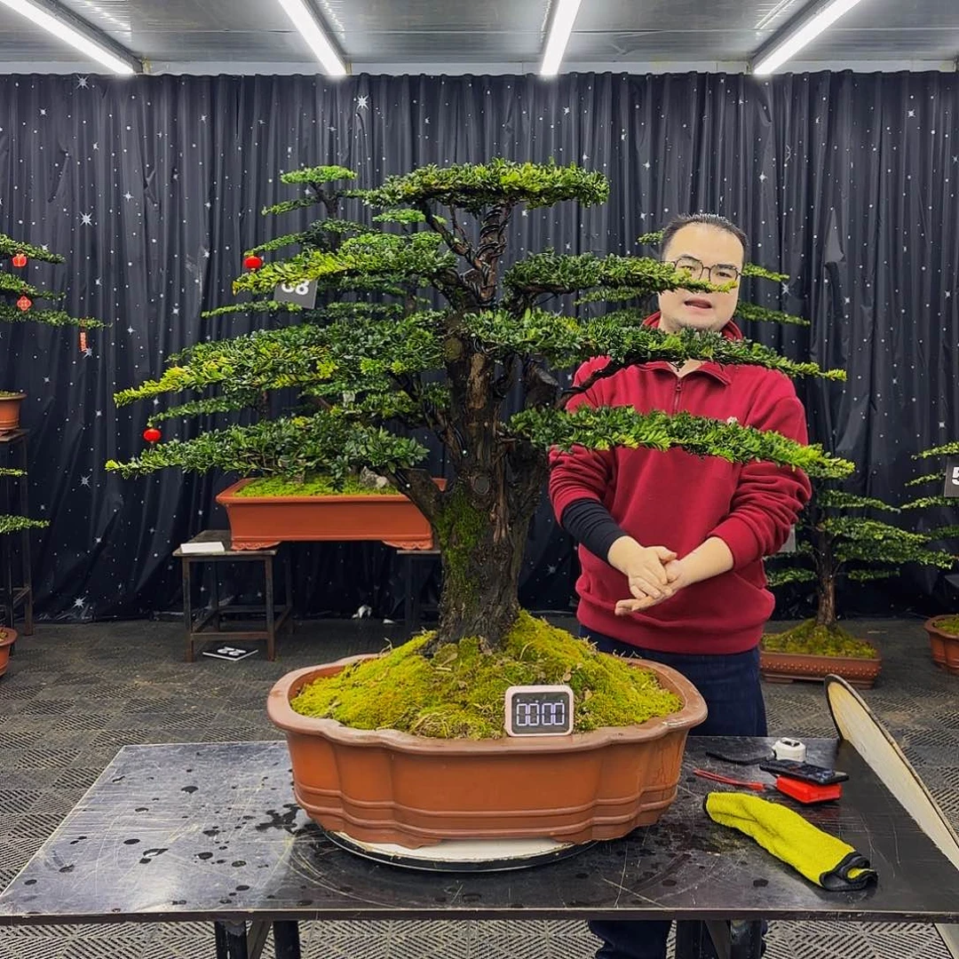 红芽罗汉松造型盆景