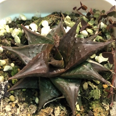 玻璃姿带盆发货哈哈哈