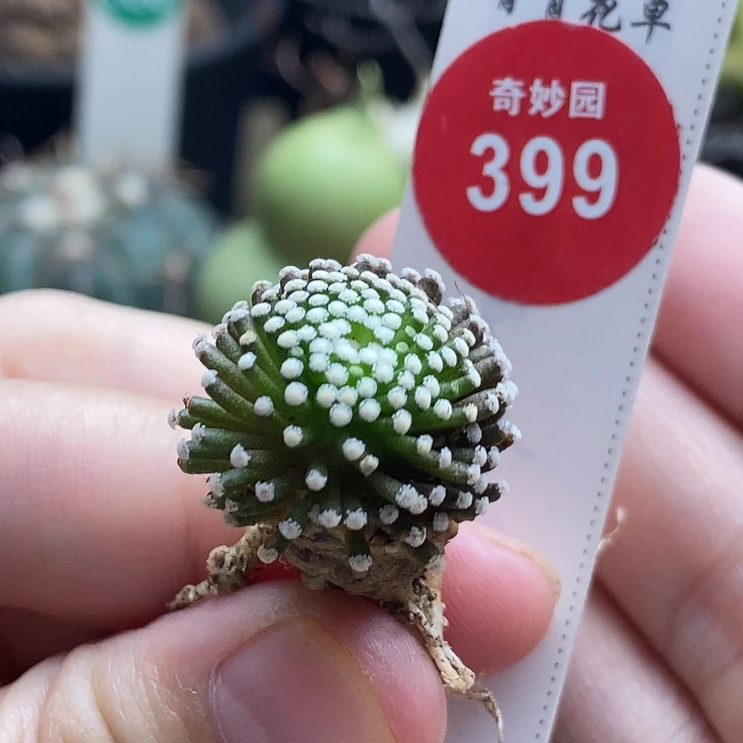 自根萝卜根松针牡丹2cm