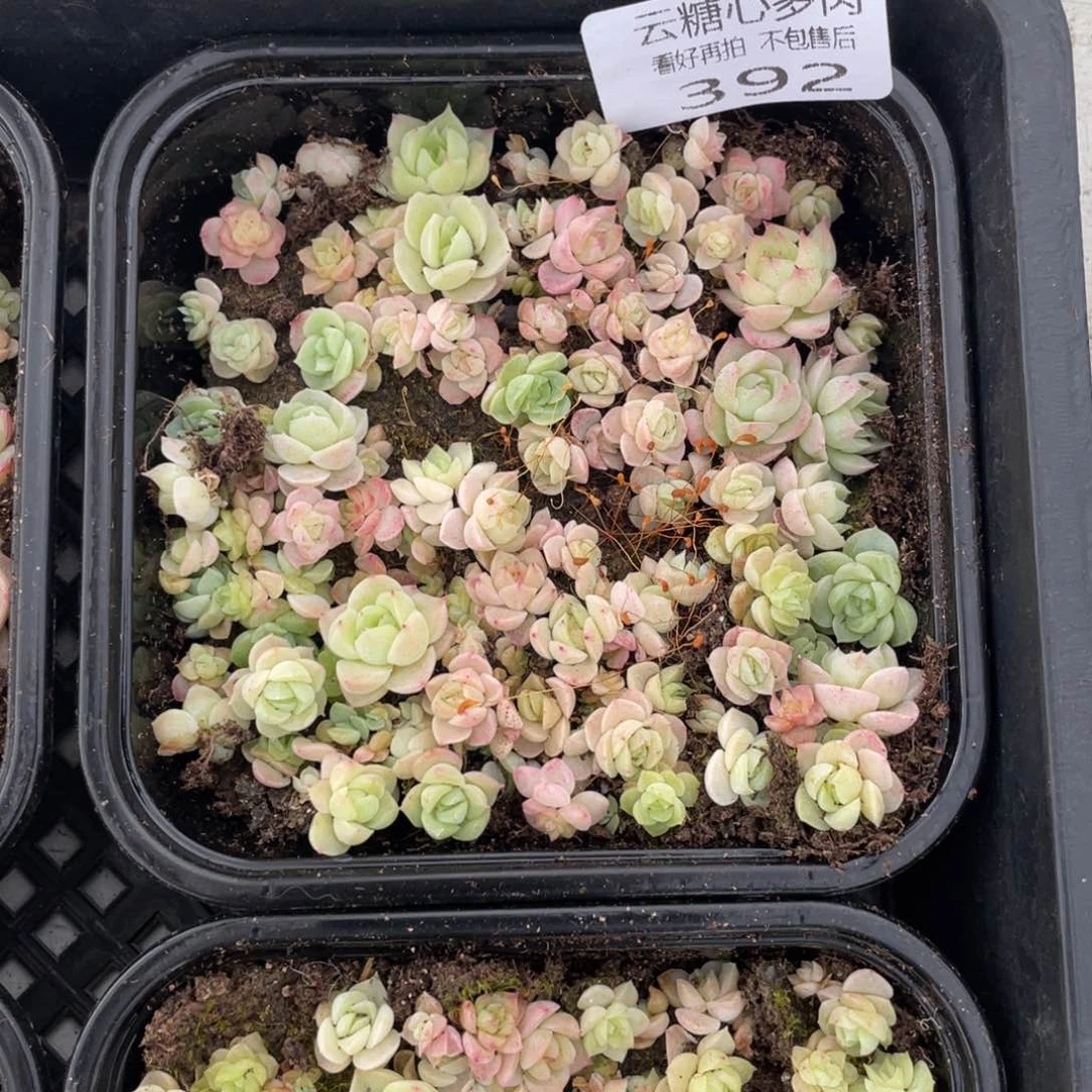 云糖心多肉植物392