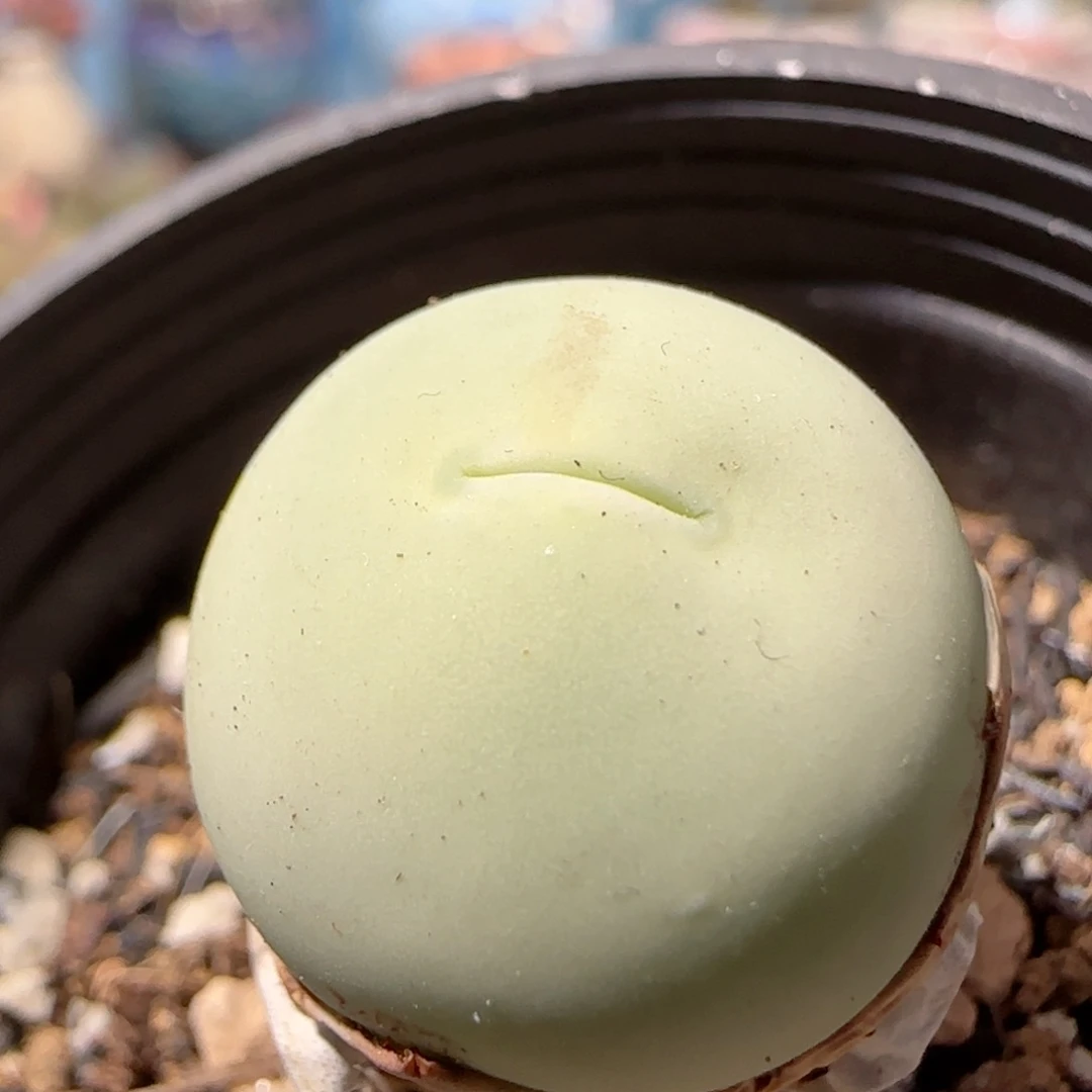 可爱鸽子蛋 盆口2.5cm