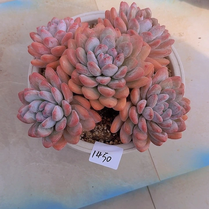 1450香水多肉植物