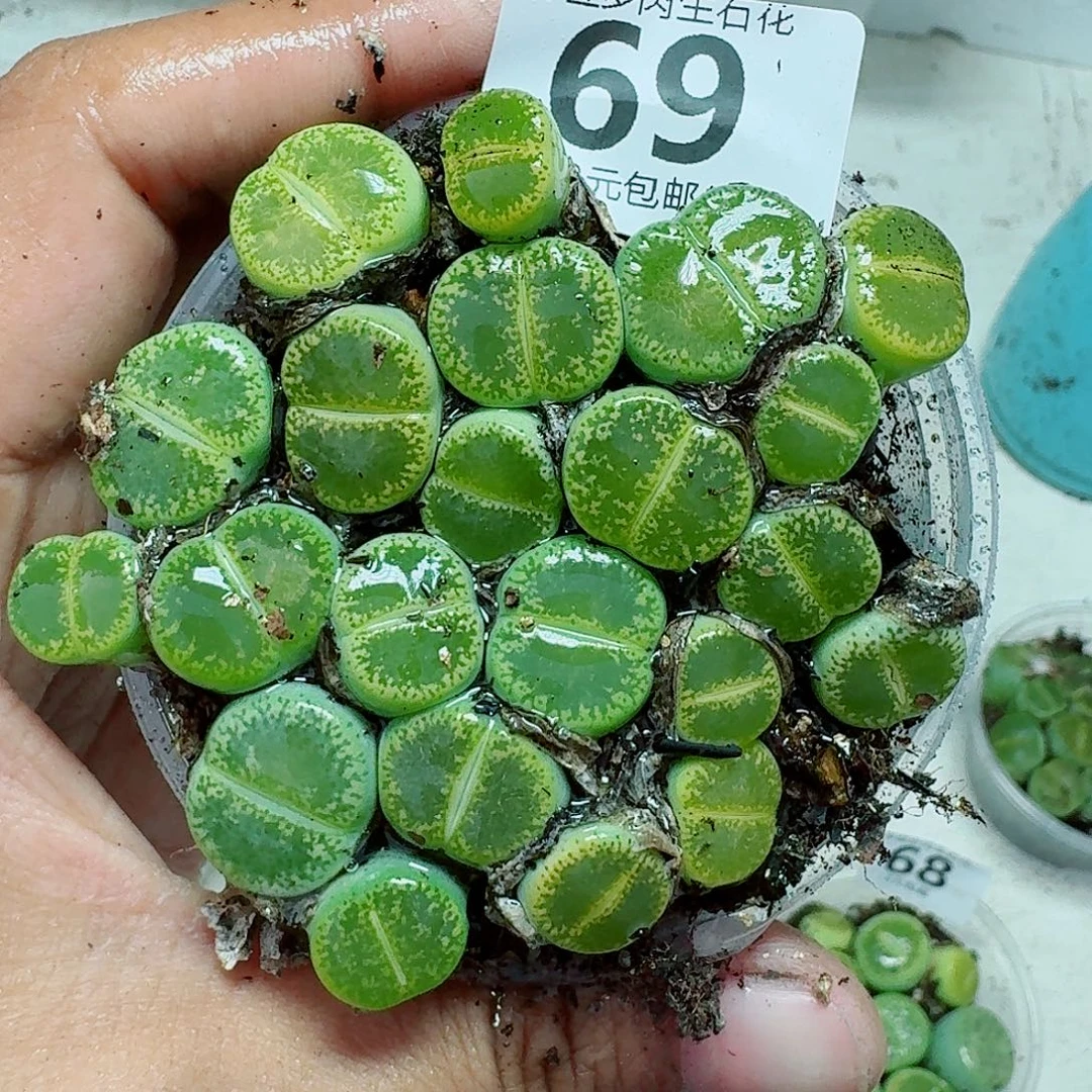 69多肉植物多肉植物