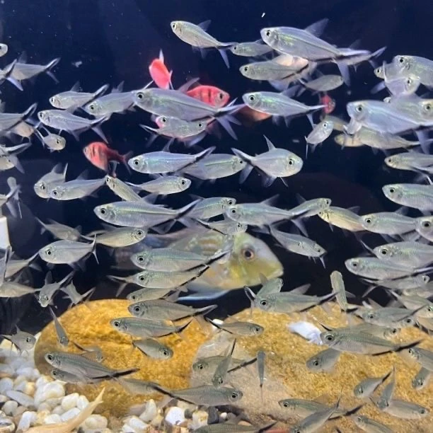 黑尾大勾小型热带观赏鱼草缸群游好养耐活可混养