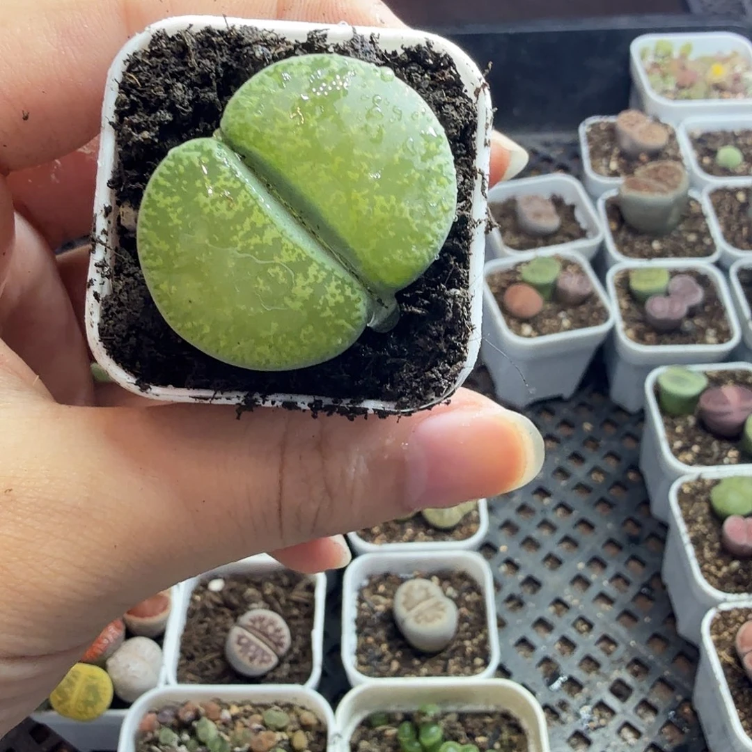 海***风多肉植物和植物等植物405