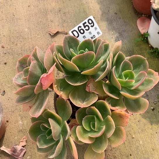 德芙朵朵659 亏本处理退款拉黑7-8天发货