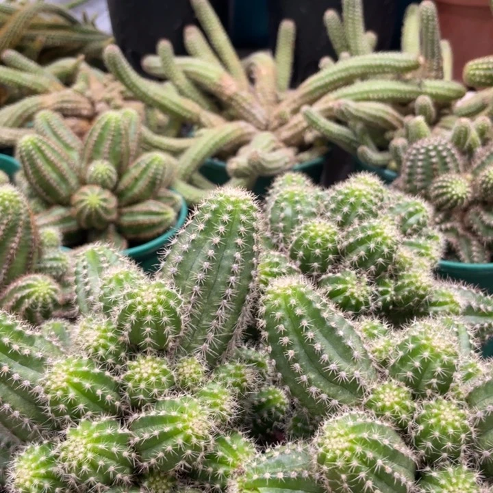 进口群生新品白檀帕米尔之眼