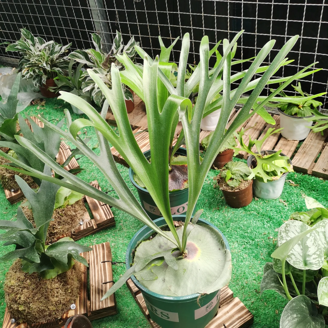 马达加斯加圆盾非洲圆盾鹿角蕨