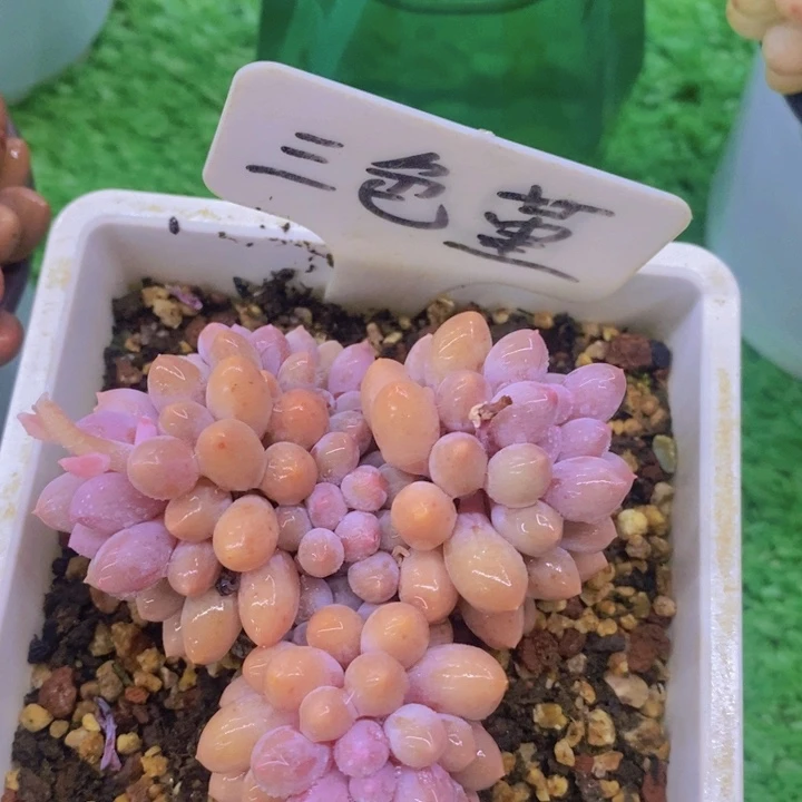 多肉植物，开心多肉