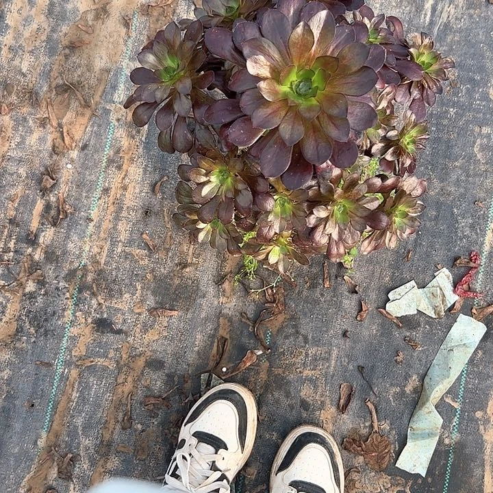 多肉法师植物链接180